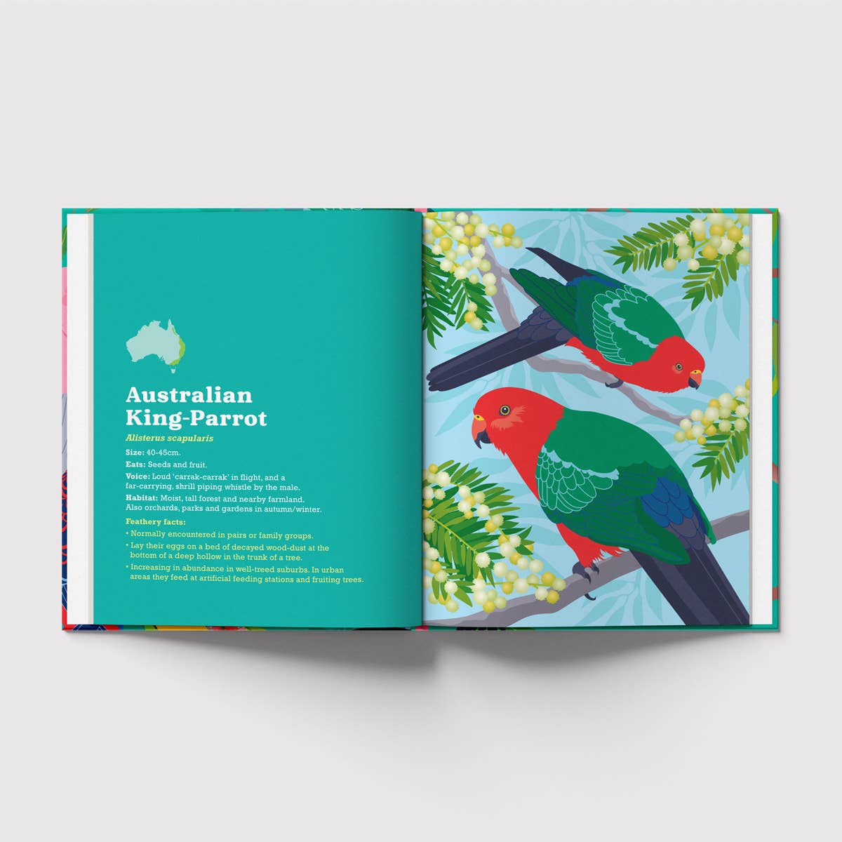 Birds in my Australian Back Yard